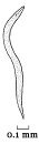 A drawing of an eelworm (nematode)